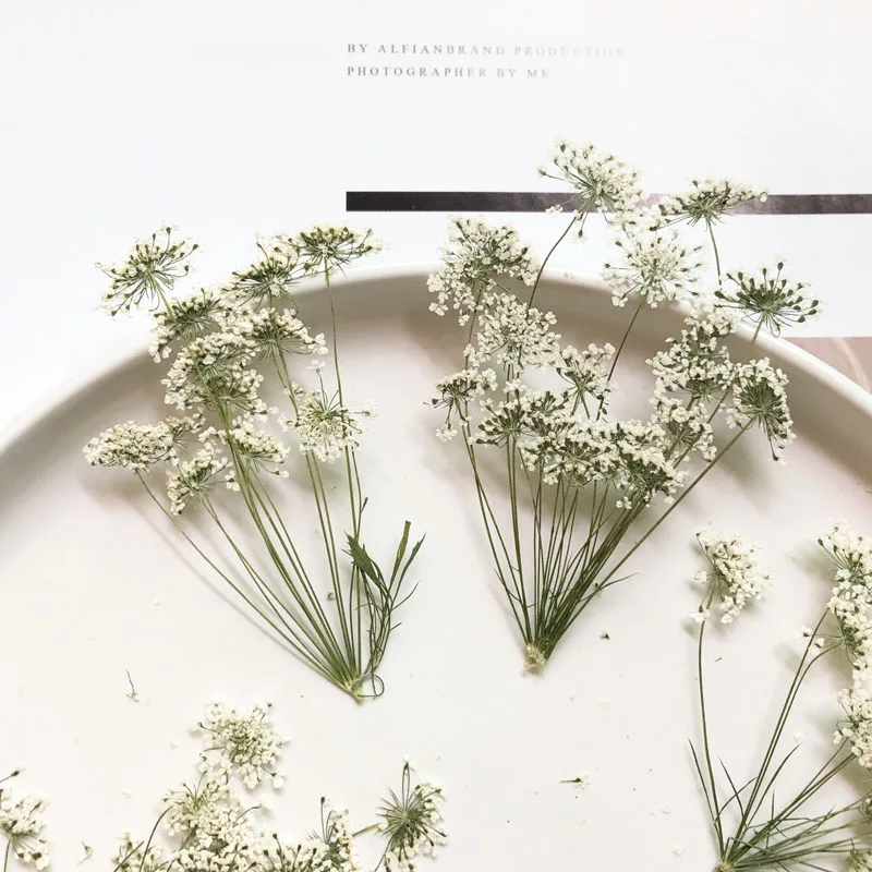 5-7cm/12pcs,Snow Tiny Flowers  - Craft Embellishments review and price