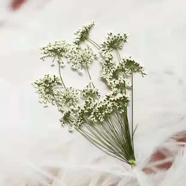 5-7cm/12pcs,Snow Tiny Flowers  - Craft Embellishments review and price
