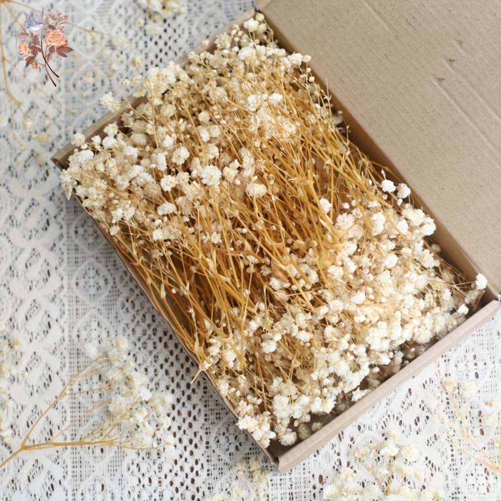 100pcs Mini Dried Baby's Breat - Craft Embellishments review and price