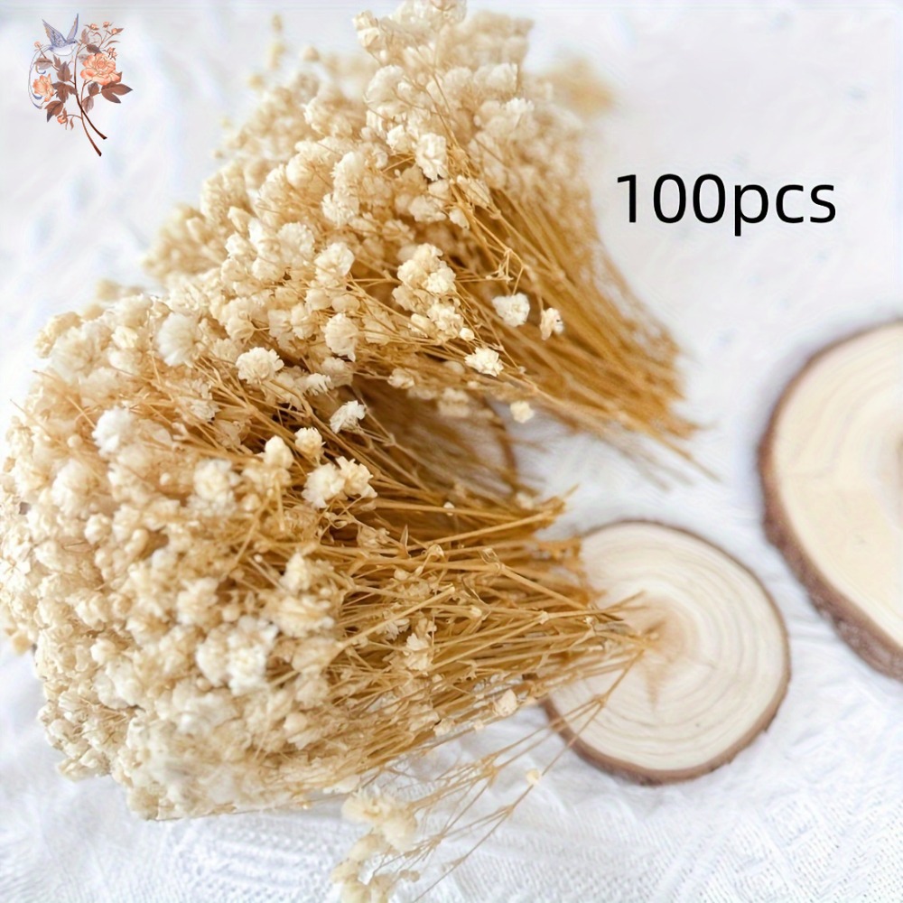 100pcs Mini Dried Baby's Breat - Craft Embellishments review and price